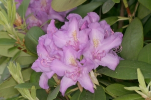 Pontischer Rhododendron (Rhododendron ponticum)